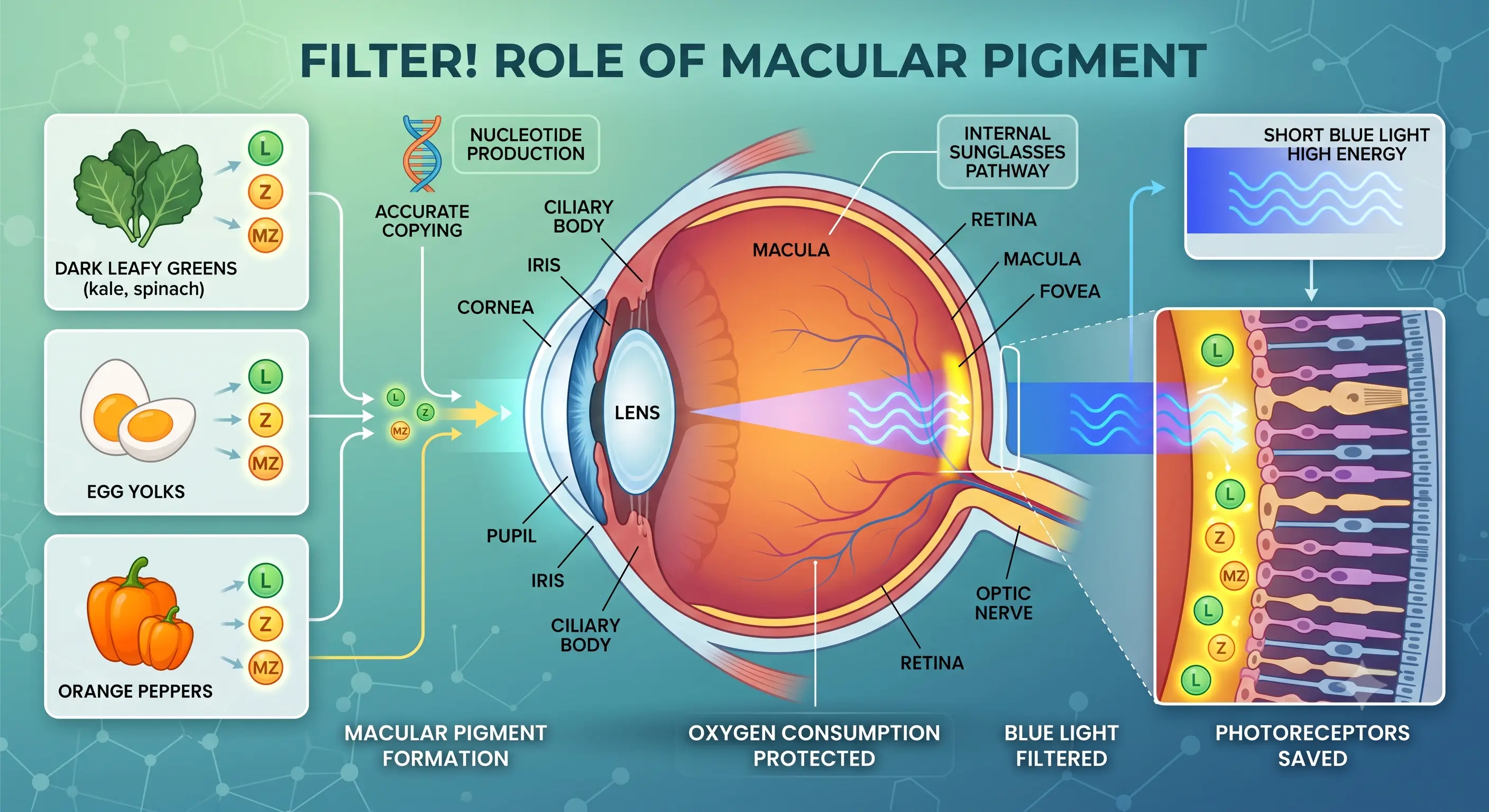 Eye cross-section showing blue light being filtered by the macular pigment before reaching the retina