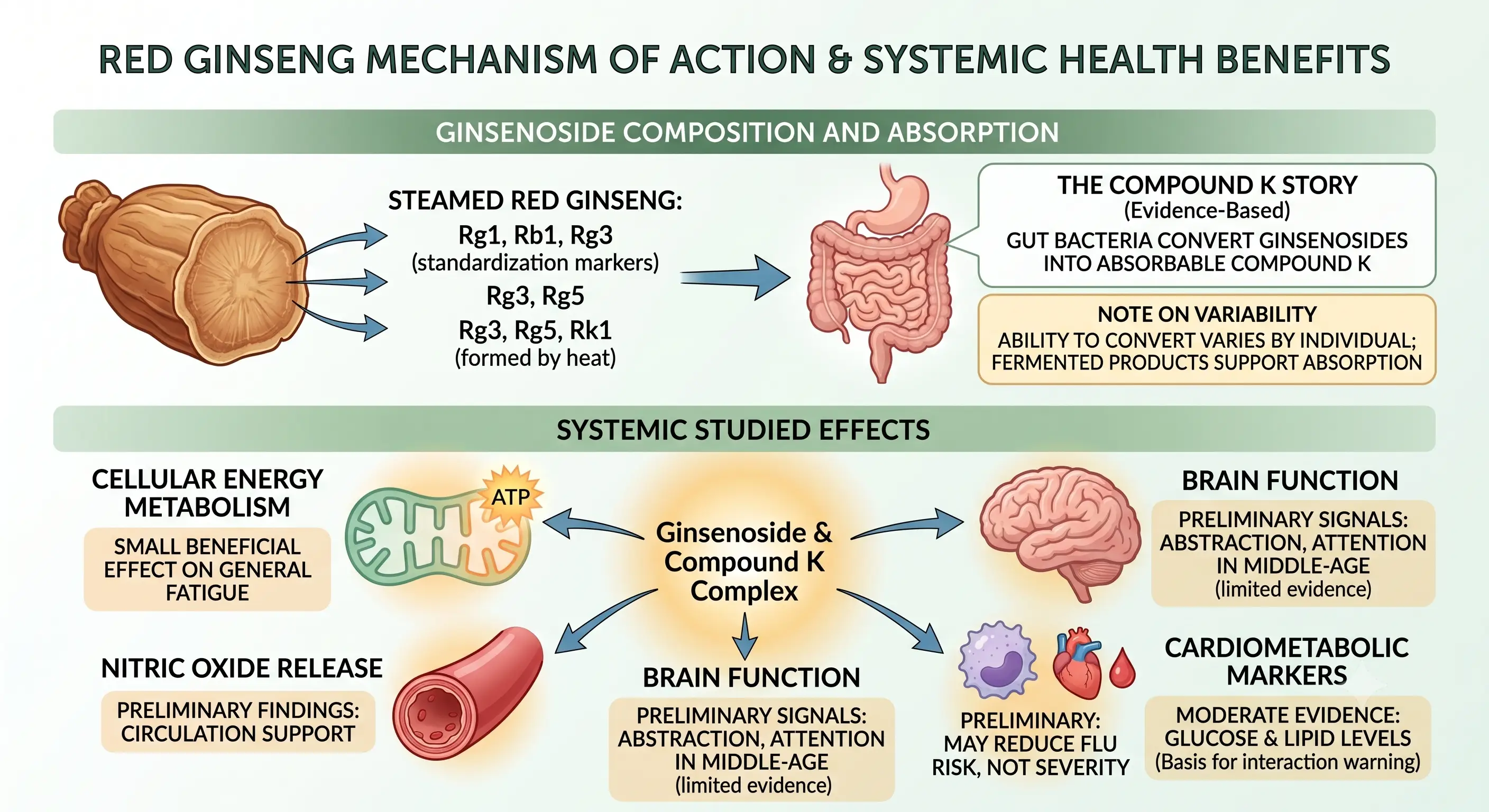 Red Ginseng Mechanism of Action and systematic Health Benefits