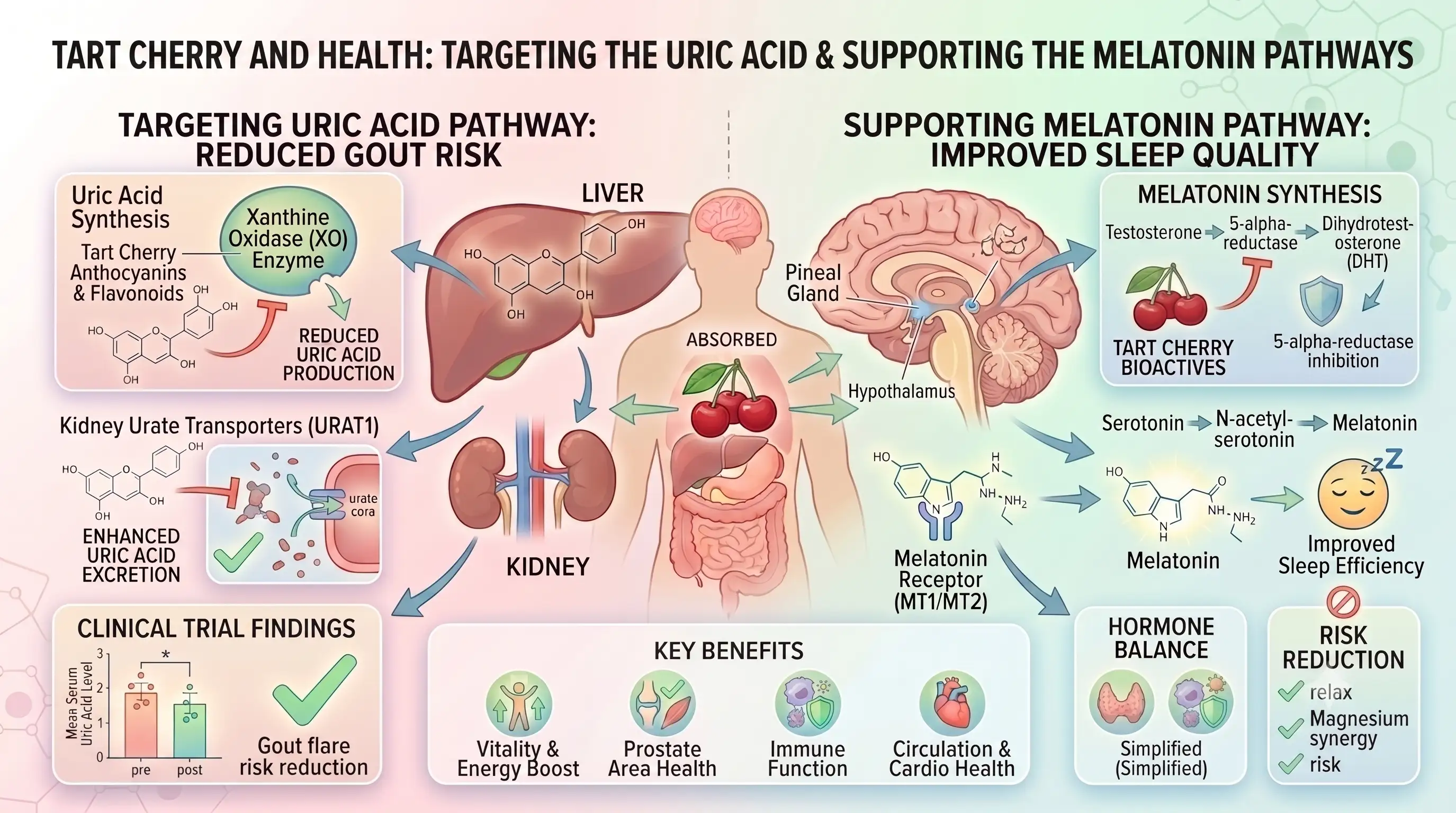 Illustration of Tart Cherry compounds interacting with uric acid and melatonin pathways