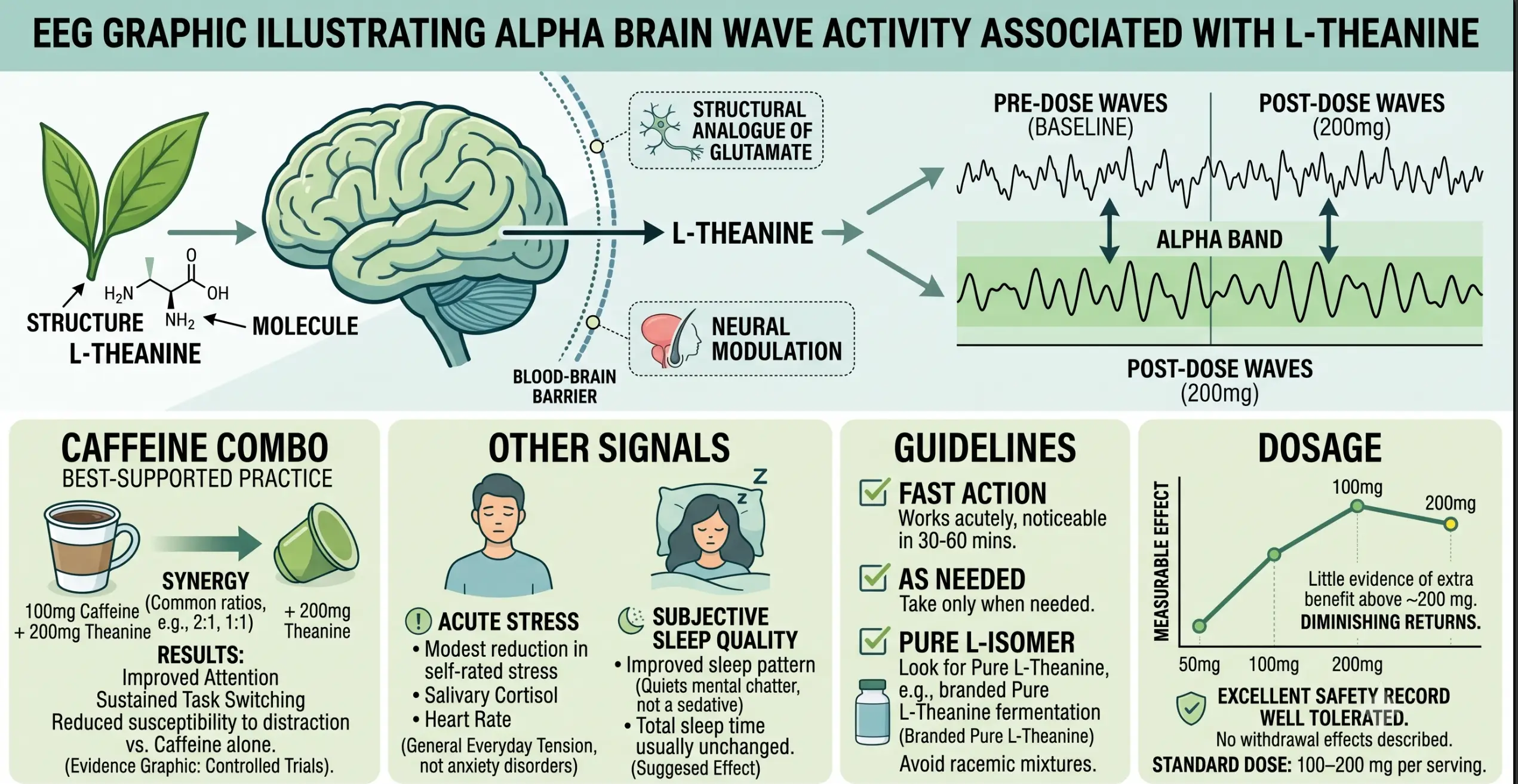 EEG graphic illustrating alpha brain wave activity associated with L-Theanine